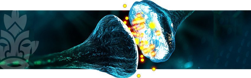 Das Endocannabinoid-System 